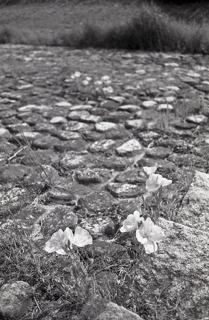AGFA（アグファ）の散歩道
