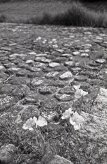 AGFA（アグファ）の散歩道