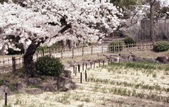 桜満開に小さく伸びる菖蒲かな