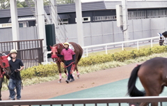 巡回する競走馬