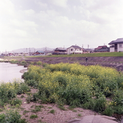 春を歩く人 春を歩く人