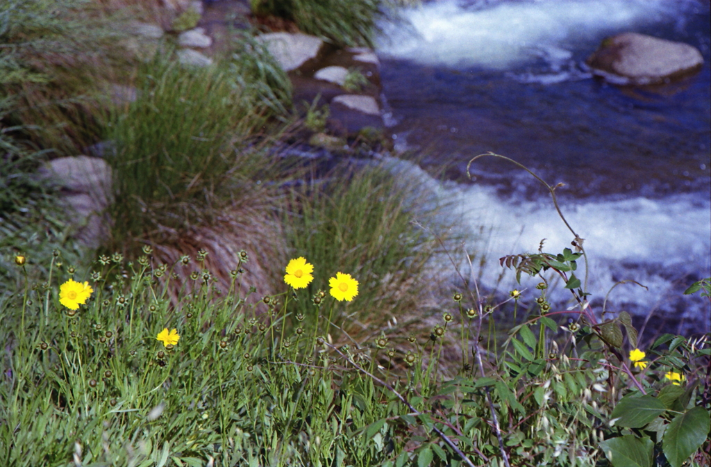 内津川と黄花のコラボレーション