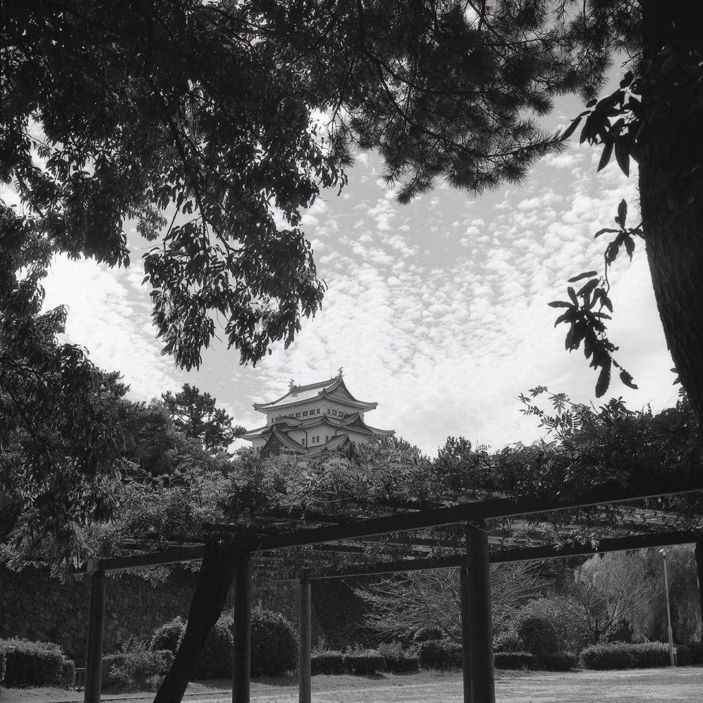 藤棚から望む名古屋城