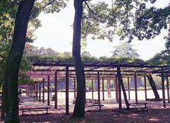 藤棚と名城