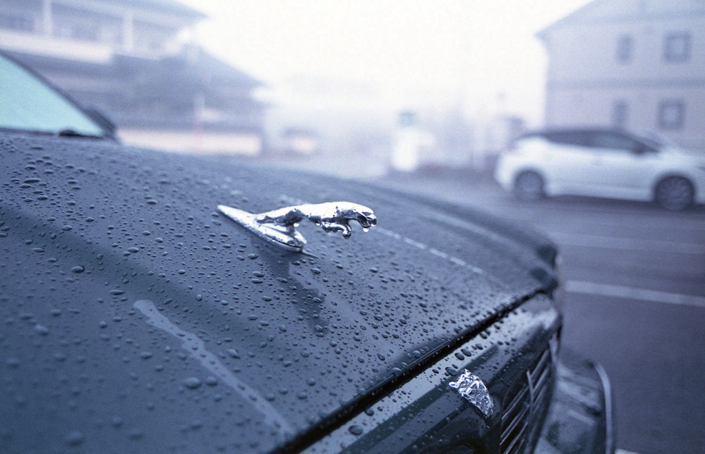 霧に濡れるジャガー