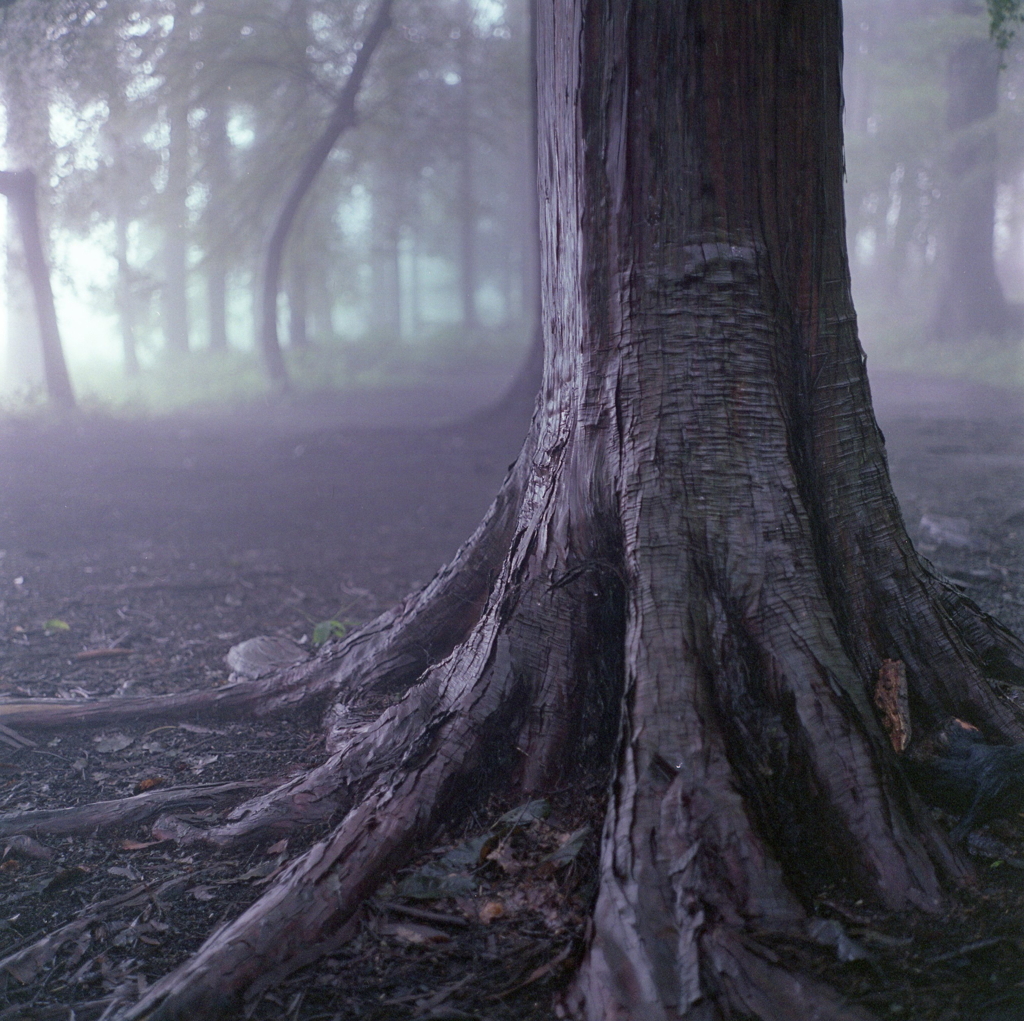 霧中の樹木