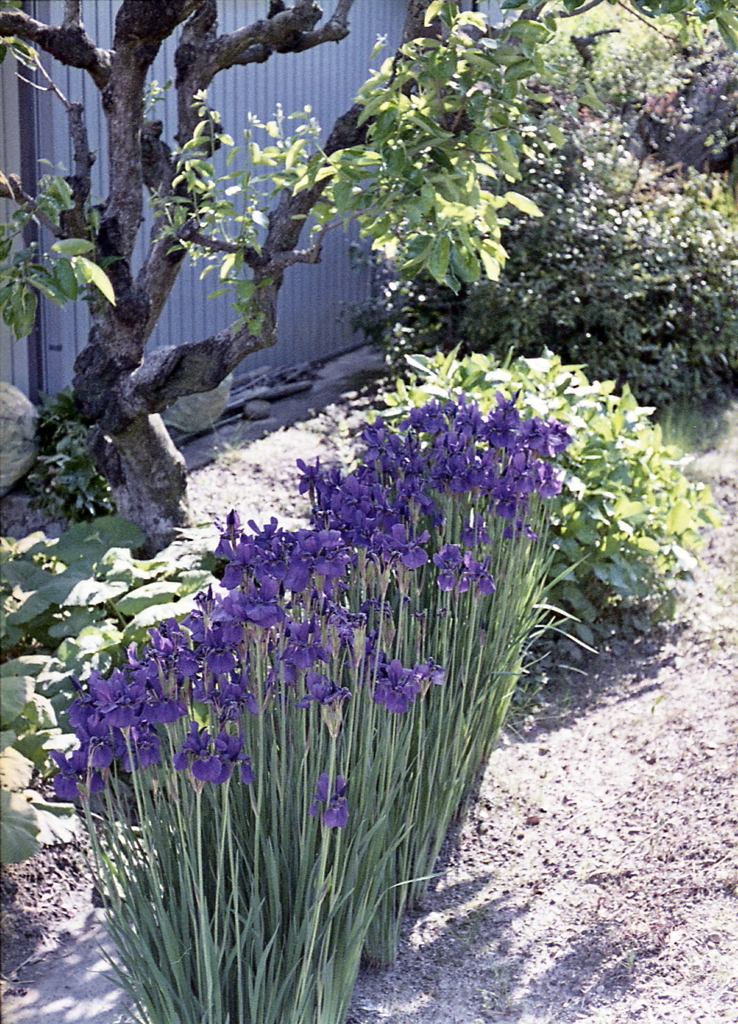 文目（あやめ）