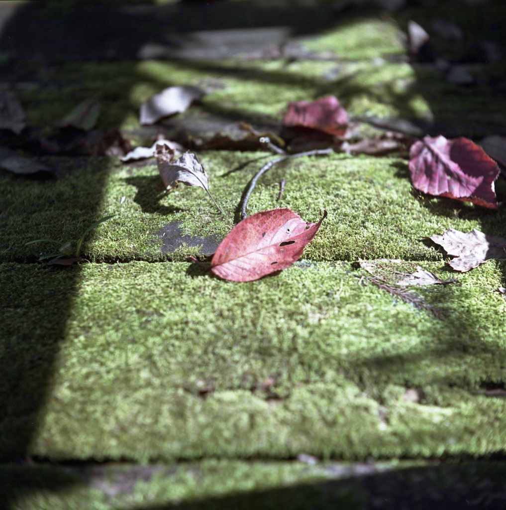 緑の苔に秋色