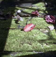 緑の苔に秋色
