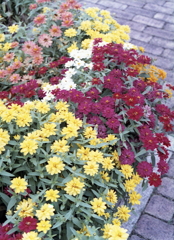 花の名前は私にはタブーなんですよ。（苦笑