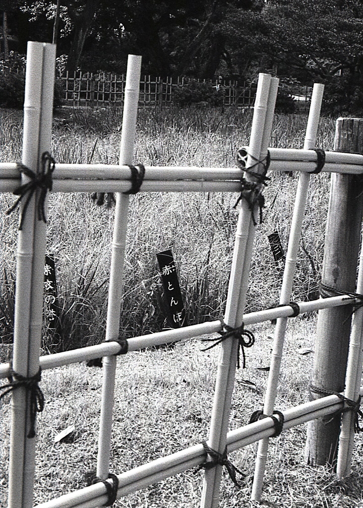 赤とんぼ見つけた！