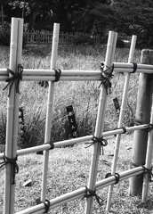 赤とんぼ見つけた！