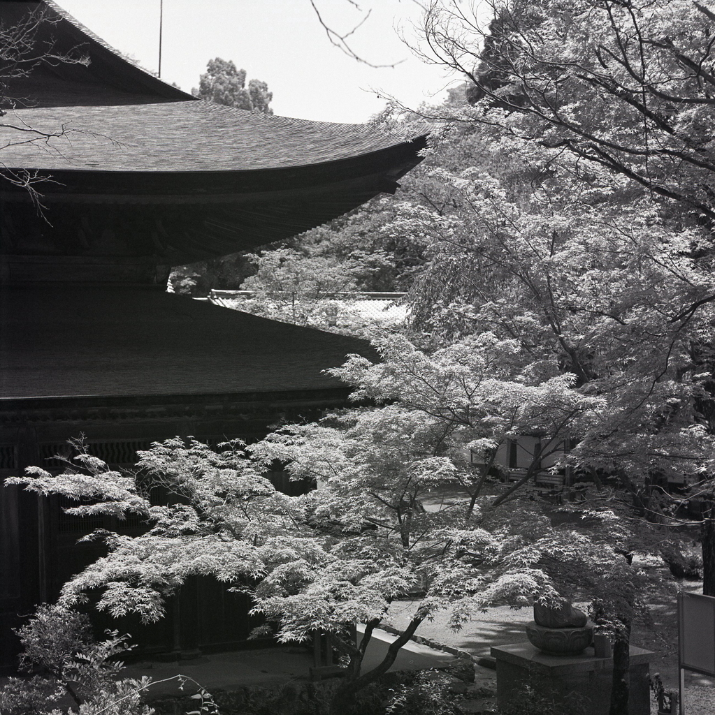 瀬戸・定光寺の新緑
