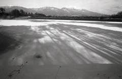 凍てついた湖面の木影