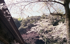 桜に囲まれる本殿