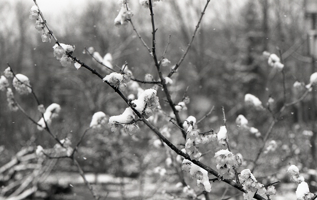 雪中蠟梅