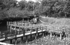 冬の蓮池 ~春日井・潮見坂 冬の蓮池 ~春日井・潮見坂