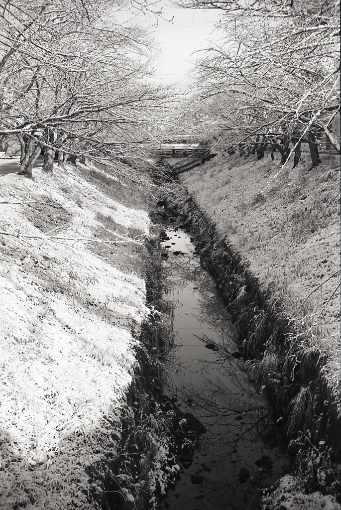 雪の桜並木の縦写