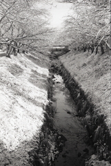 雪の桜並木の縦写