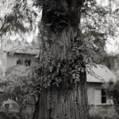 Monochrome Metasequoia