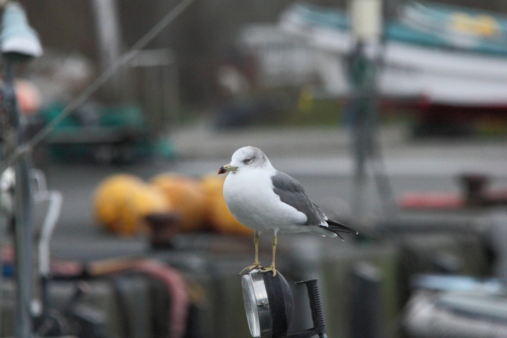 漁港のウミネコ