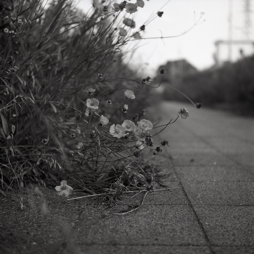 夕景の散歩道で…