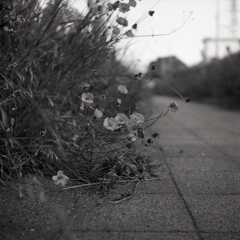 夕景の散歩道で…
