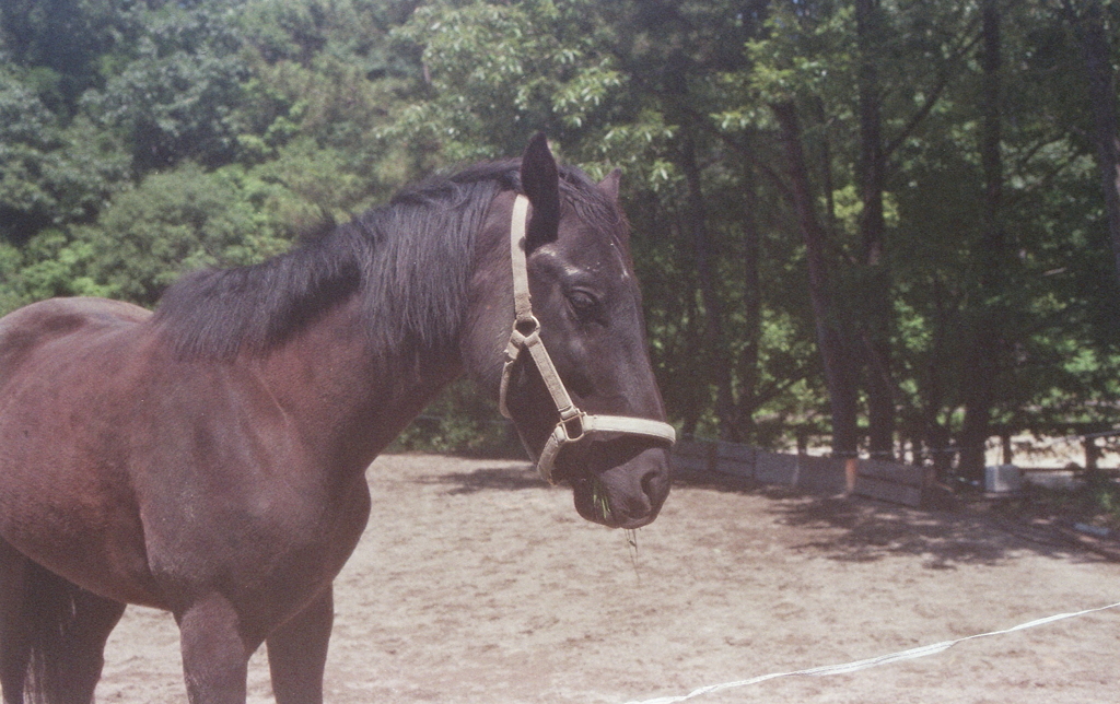 ＰＳフィルターで優しく撮ったつもりだが…（苦笑