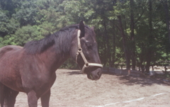 ＰＳフィルターで優しく撮ったつもりだが…（苦笑