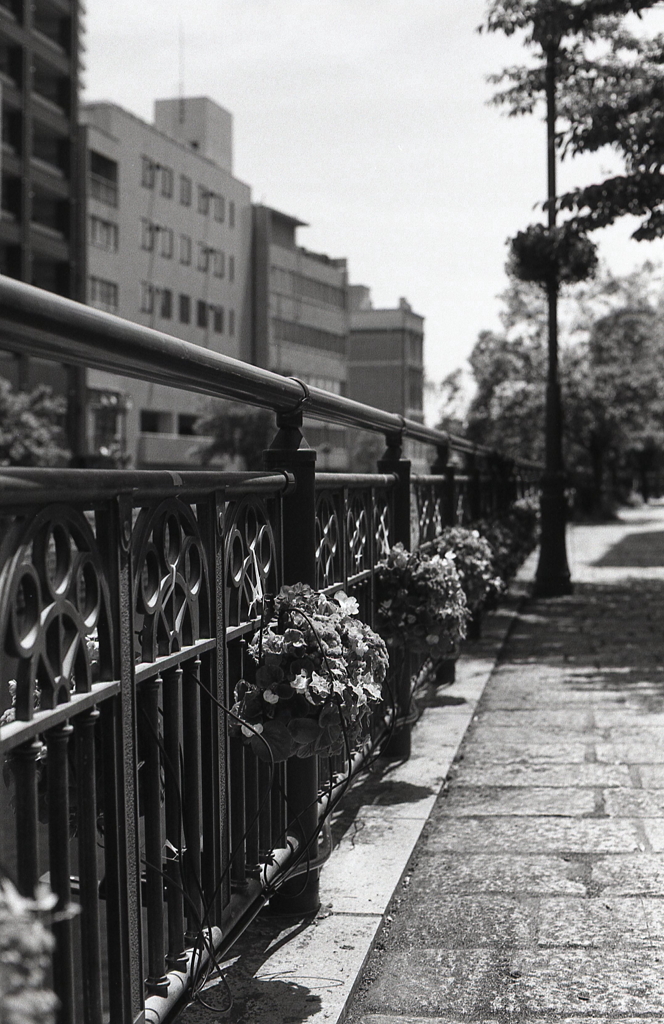 Lomo EARL GREY100