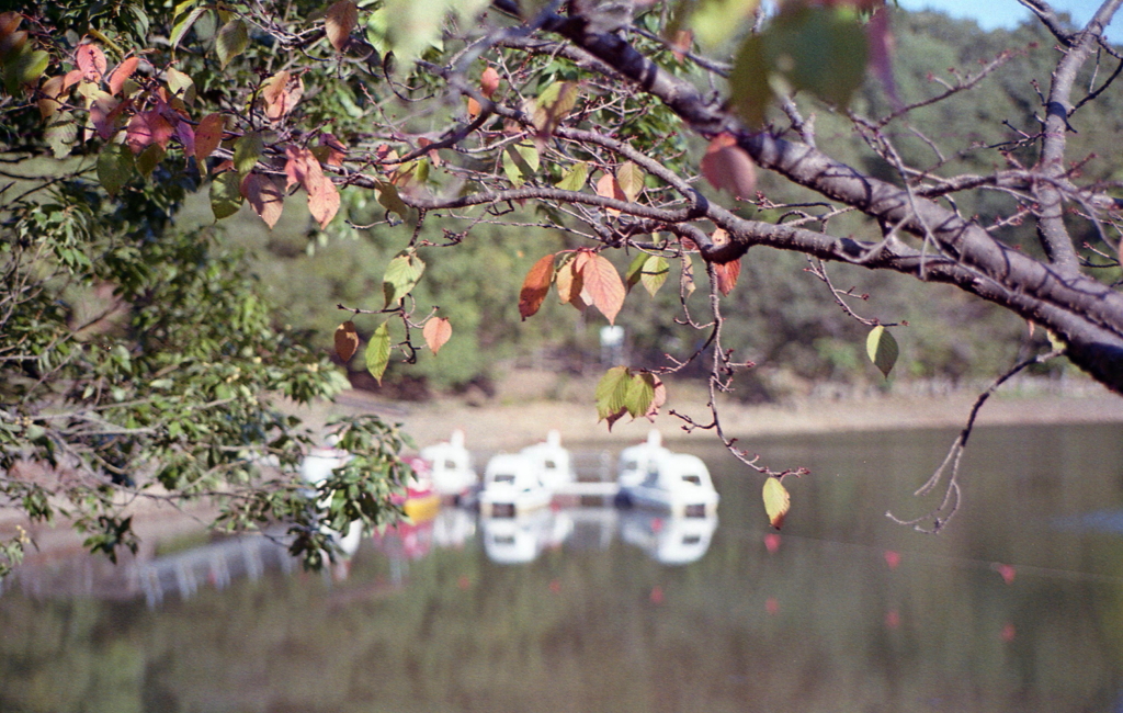 AE-1＆EOS KISS「秋の植物園」