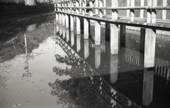 睡蓮の水場 睡蓮の水場