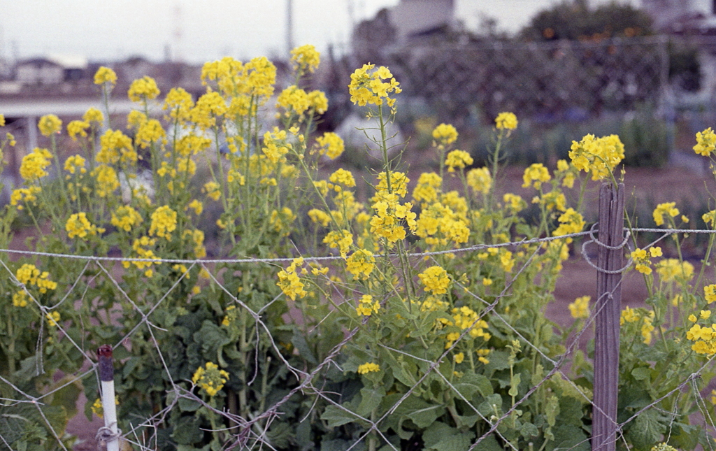自家菜園の菜の花