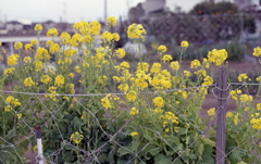 自家菜園の菜の花