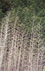 葉のない竹も一趣か…