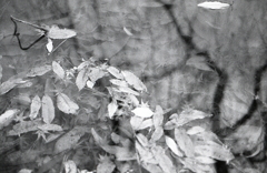 ＩＳＯ２００でのFoma RETROPAN320