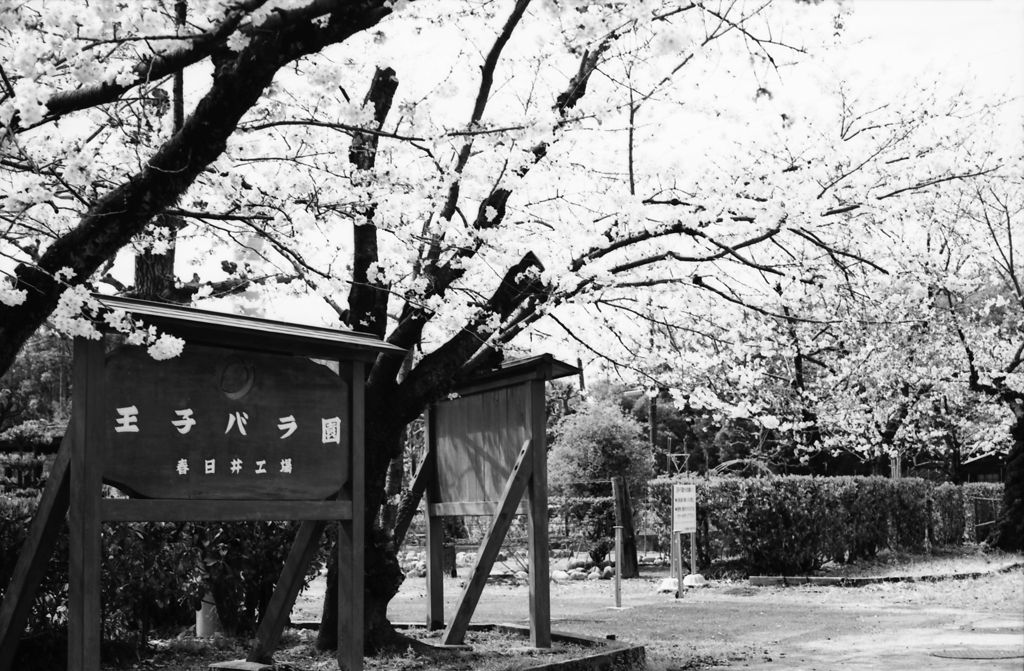 モノクロームな王子の桜 by Canon A-1Ⅵ