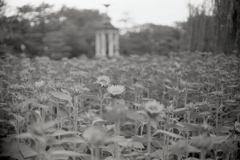 街のひまわり園