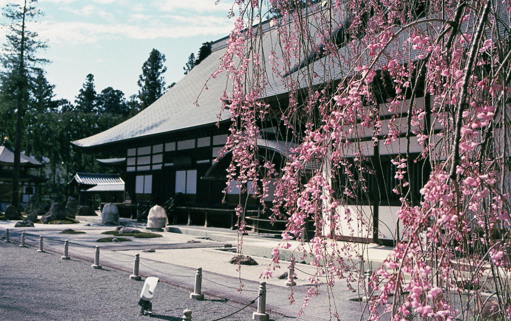 枝垂れ桜と本堂