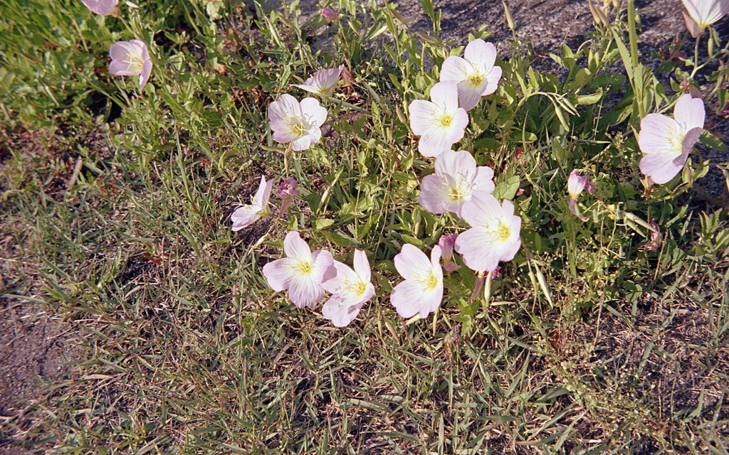 昼咲月見草の季節