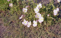 昼咲月見草の季節