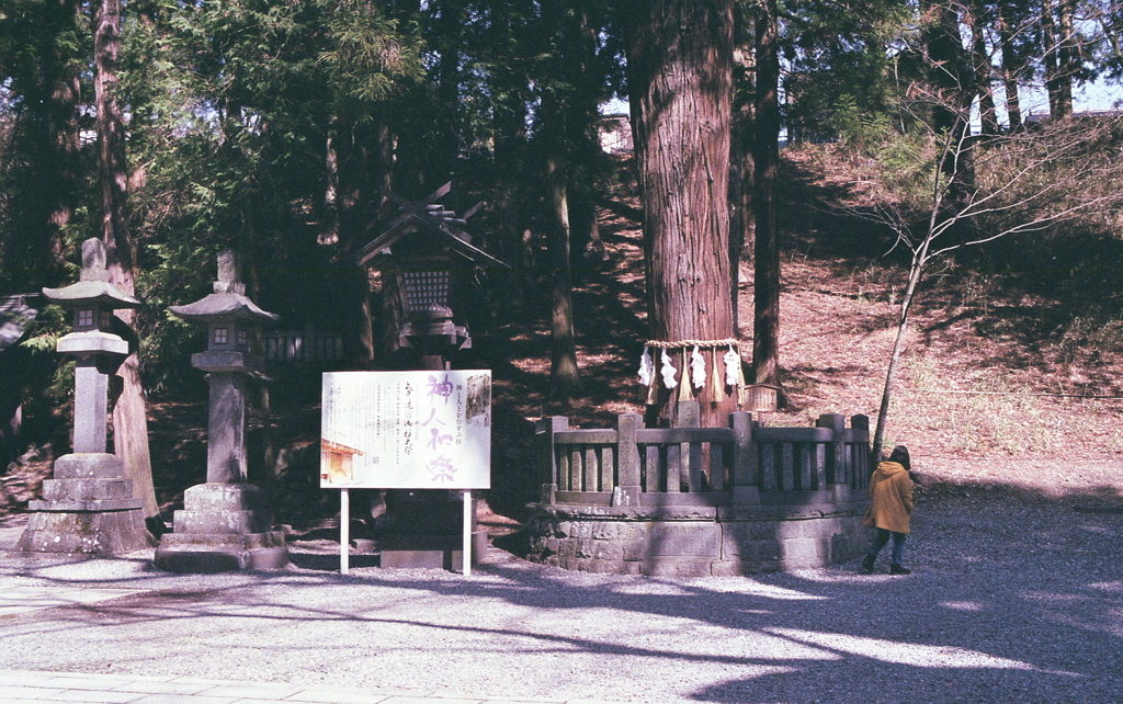 春宮のご神木