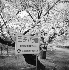 今更？の王子の桜（笑