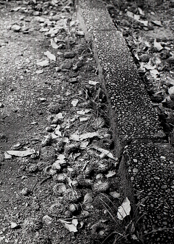 路肩のどんぐりころころ（笑