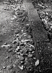 路肩のどんぐりころころ（笑