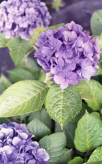 瑞々しきものたち 瑞々しきものたち