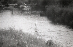 川面の白鷺　～マリの散歩道