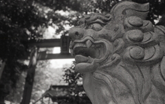 神々を守る狛犬