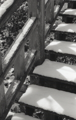 モノクロームな雪の植物園　Ⅸ