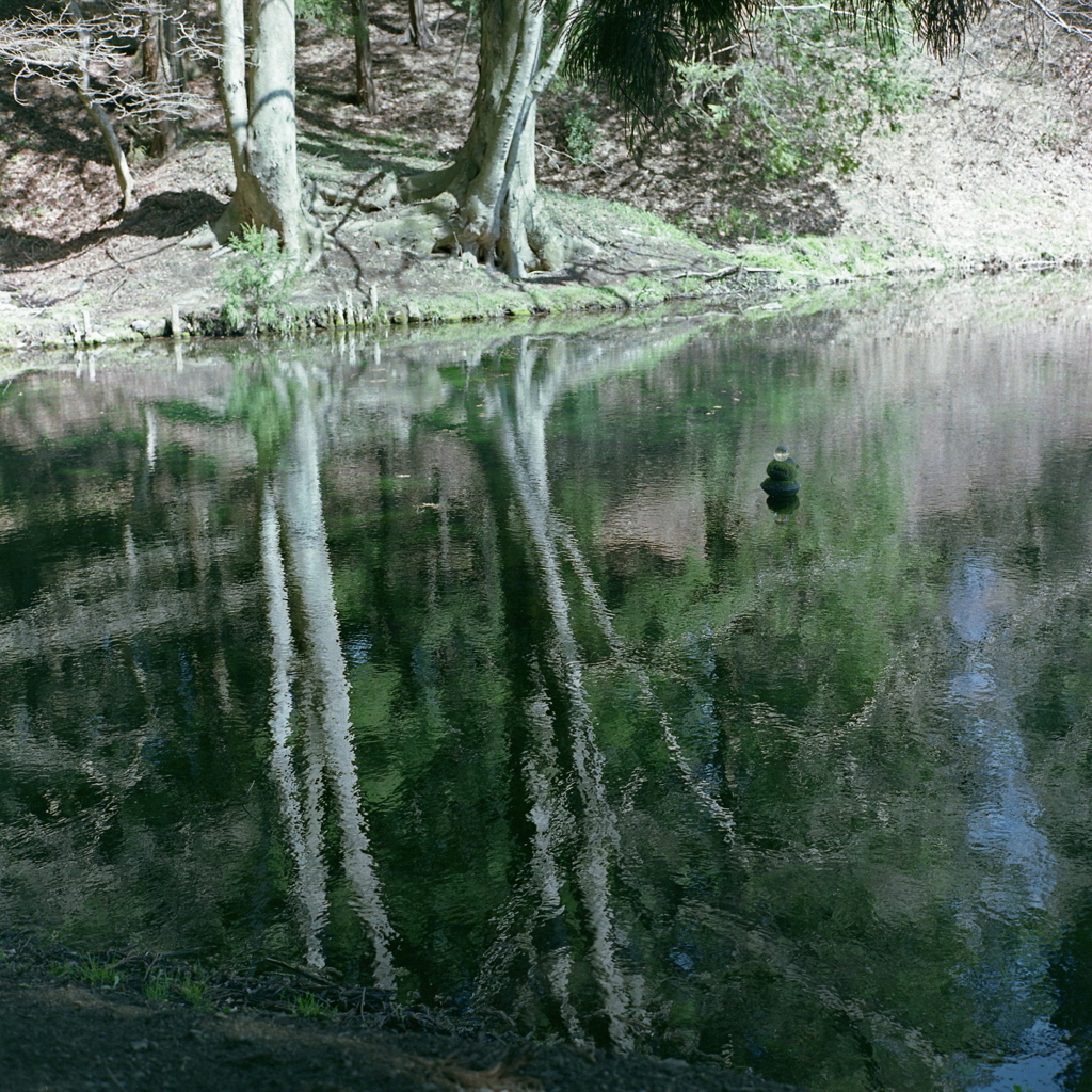 揺れる樹木